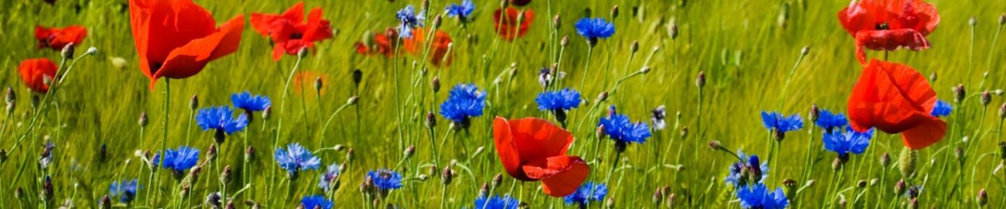 zbynek-burival-1kGvoC9g2DY-unsplash