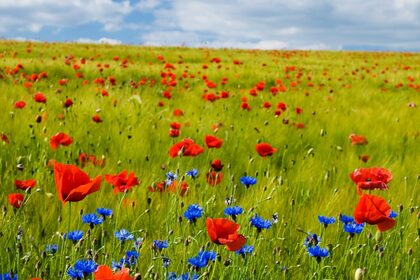 zbynek-burival-1kGvoC9g2DY-unsplash