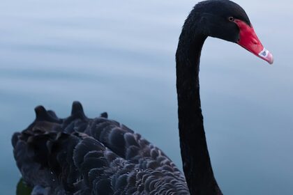 decry-yae-mW0DNsgIOTw-unsplash