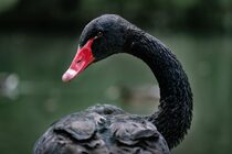 pawel-czerwinski-0CbUYNqV1WE-unsplash
